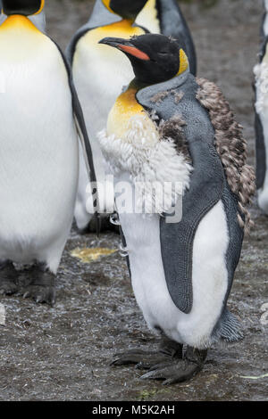 Südgeorgien, Salisbury Plain. König Pinguin Kolonie (Wild: Aptenodytes patagonicus) nach der Mauser Königspinguine. Stockfoto