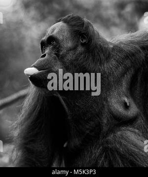 Orang-utan im Semenggoh Nature Reserve, Kuching, Sarawak, Malaysia Stockfoto