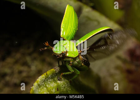 Jewel Skarabäen sind unter den schönsten Käfer der Welt. Hier der Käfer nimmt Flug. Stockfoto