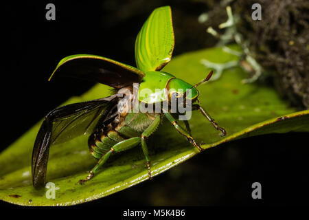 Jewel Skarabäen sind unter den schönsten Käfer der Welt. Hier der Käfer nimmt Flug. Stockfoto