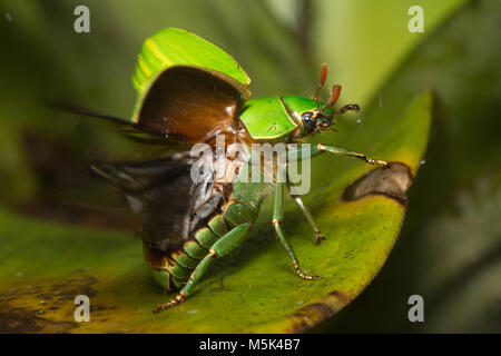 Jewel Skarabäen sind unter den schönsten Käfer der Welt. Hier der Käfer nimmt Flug. Stockfoto