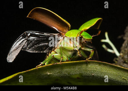 Jewel Skarabäen sind unter den schönsten Käfer der Welt. Hier der Käfer nimmt Flug. Stockfoto