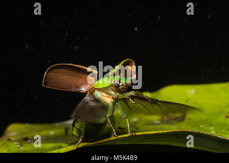 Jewel Skarabäen sind unter den schönsten Käfer der Welt. Hier der Käfer nimmt Flug. Stockfoto