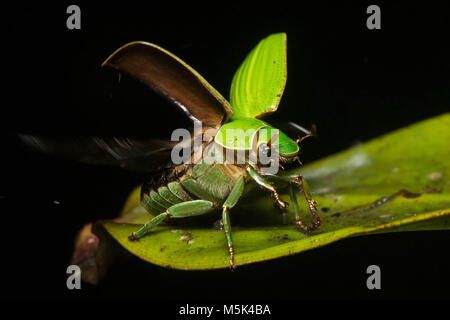 Jewel Skarabäen sind unter den schönsten Käfer der Welt. Hier der Käfer nimmt Flug. Stockfoto