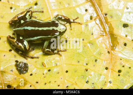 Anthony's Pfeilgiftfrosch (Epipdobates anthonyi) eine kleine & giftige Pfeilgiftfrosch S. in Ecuador gefunden. Die Alkaloide werden gedacht, um medizinische Eigenschaften zu haben. Stockfoto