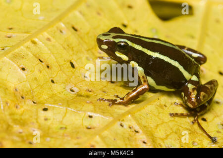 Anthony's Pfeilgiftfrosch (Epipdobates anthonyi) eine kleine & giftige Pfeilgiftfrosch S. in Ecuador gefunden. Die Alkaloide werden gedacht, um medizinische Eigenschaften zu haben. Stockfoto