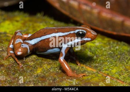 Anthony's Pfeilgiftfrosch (Epipdobates anthonyi) eine kleine & giftige Pfeilgiftfrosch S. in Ecuador gefunden. Die Alkaloide werden gedacht, um medizinische Eigenschaften zu haben. Stockfoto