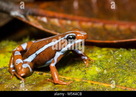 Anthony's Pfeilgiftfrosch (Epipdobates anthonyi) eine kleine & giftige Pfeilgiftfrosch S. in Ecuador gefunden. Die Alkaloide werden gedacht, um medizinische Eigenschaften zu haben. Stockfoto