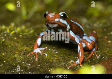 Anthony's Pfeilgiftfrosch (Epipdobates anthonyi) eine kleine & giftige Pfeilgiftfrosch S. in Ecuador gefunden. Die Alkaloide werden gedacht, um medizinische Eigenschaften zu haben. Stockfoto