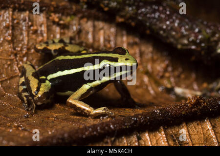 Anthony's Pfeilgiftfrosch (Epipdobates anthonyi) eine kleine & giftige Pfeilgiftfrosch S. in Ecuador gefunden. Die Alkaloide werden gedacht, um medizinische Eigenschaften zu haben. Stockfoto