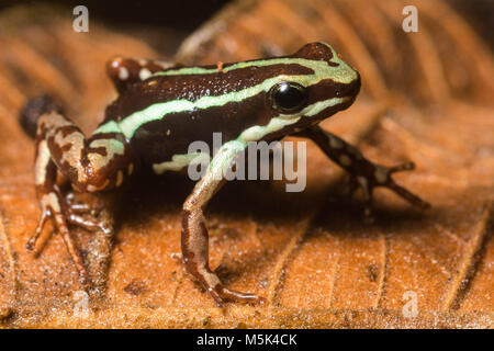 Anthony's Pfeilgiftfrosch (Epipdobates anthonyi) eine kleine & giftige Pfeilgiftfrosch S. in Ecuador gefunden. Die Alkaloide werden gedacht, um medizinische Eigenschaften zu haben. Stockfoto