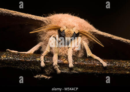 Ein Porträt einer Motte sitzt auf einem Stick in den Ausläufern der Anden im südlichen Ecuador. Stockfoto