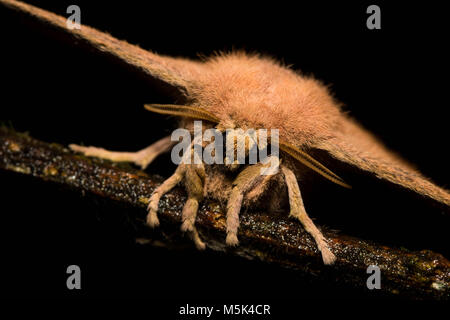 Ein Porträt einer Motte sitzt auf einem Stick in den Ausläufern der Anden im südlichen Ecuador. Stockfoto