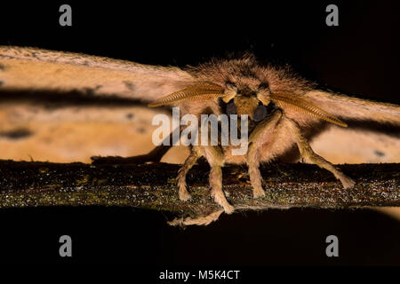 Ein Porträt einer Motte sitzt auf einem Stick in den Ausläufern der Anden im südlichen Ecuador. Stockfoto