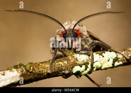 Ein Porträt einer Motte sitzt auf einem Stick in den Ausläufern der Anden im südlichen Ecuador. Stockfoto