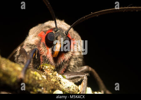 Ein Porträt einer Motte sitzt auf einem Stick in den Ausläufern der Anden im südlichen Ecuador. Stockfoto