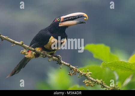 Ein blasses mandibled aracari Samen in die Luft wirft und fängt sie bevor sie fallen, wie Sie RSS-Feeds. Stockfoto