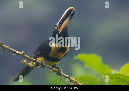 Ein blasses mandibled aracari Samen in die Luft wirft und fängt sie bevor sie fallen, wie Sie RSS-Feeds. Stockfoto