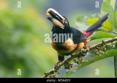 Ein blasses mandibled aracari Samen in die Luft wirft und fängt sie bevor sie fallen, wie Sie RSS-Feeds. Stockfoto