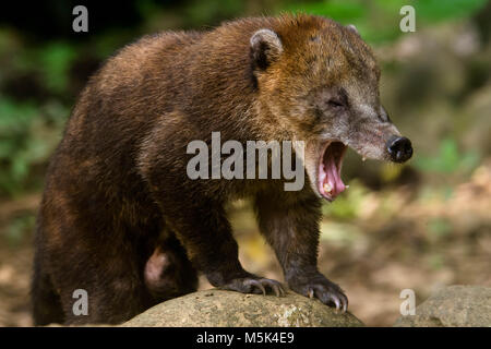 Ein alter Mann Nasenbär (Nasua nasua) sieht furchterregenden während er gähnt. Stockfoto