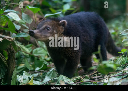 Ein Nasenbär vom ecuadorianischen Dschungel. Stockfoto