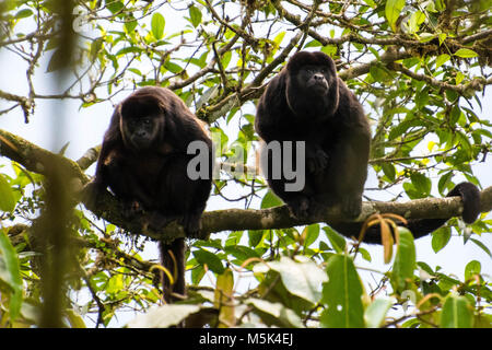 Ein paar der Ecuadorianischen mantled howlers (Alouatta palliata aequatorialis) in einem Baum sitzen. Stockfoto