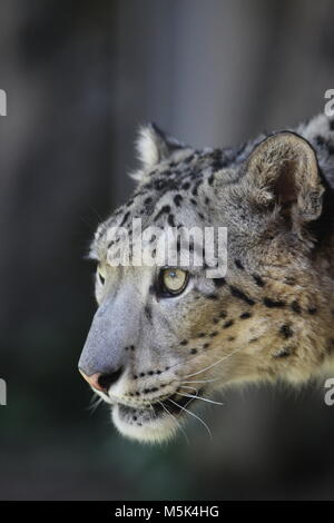 Ðakovo in Tama Zoological Park, Tokio Stockfoto