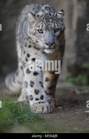 Ðakovo in Tama Zoological Park, Tokio Stockfoto