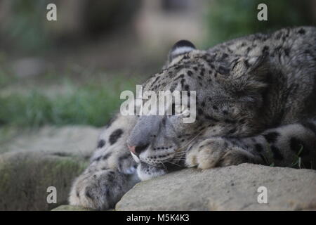 Ðakovo in Tama Zoological Park, Tokio Stockfoto