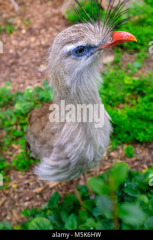 Single Red-legged Seriama auch als Crested Cariama in einem Zoologischen Garten bekannt Stockfoto