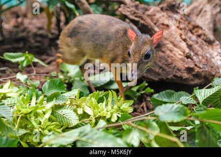 Single Java Maus - Rotwild in einem Zoologischen Garten Terrarium Stockfoto