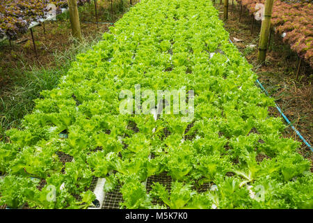 Hydroponics Gemüsefarm für gesunde im ländlichen Thailand Stockfoto