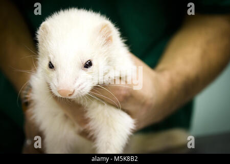 Profil Portrait eines Frettchens. Tierarzt erhält in den Körper. Stockfoto