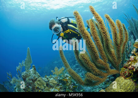 Scuba Diver zu einem riesigen Slit-pore Sea Rod (Plexaurella nutans), Caribbean Coral Reef in Palmetto Bay, Roatan, Bay Islands, Honduras, Karibik Stockfoto