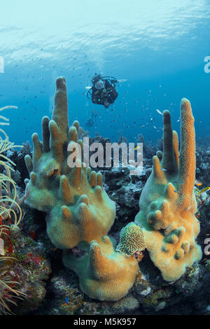 Scuba Diver an einer Säule Coral (Dendrogyra cylindrus), Caribbean Coral Reef in Palmetto Bay, Roatan, Bay Islands, Honduras, Karibik Stockfoto