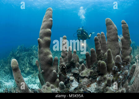 Scuba Diver an einer Säule Coral (Dendrogyra cylindrus), Caribbean Coral Reef in Palmetto Bay, Roatan, Bay Islands, Honduras, Karibik Stockfoto