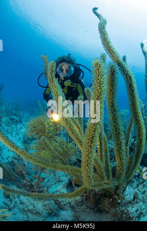 Scuba Diver zu einem riesigen Slit-pore Sea Rod (Plexaurella nutans), Caribbean Coral Reef in Palmetto Bay, Roatan, Bay Islands, Honduras, Karibik Stockfoto