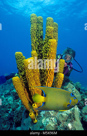 Scuba Diver hinter einem gelben Tube Schwamm (Aplysina fistularis) Uhren ein Queen angelfish (Aplysina fistularis), Insel Cozumel, Mexiko, Karibik Stockfoto