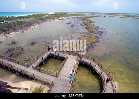 Blick vom Turm auf die Aussichtsplattform und Mangroven von Krokodil Zone, Punta Sur Park, Punta Sur, Southside, Cozumel, Mexiko, der Karibik Stockfoto