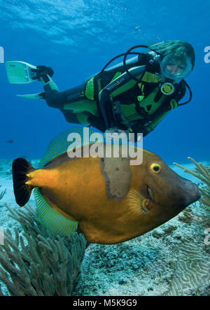 Taucher und Weissflecken-Feilenfisch (Cantherhines macrocerus), Cozumel, Mexiko, Karibik | Scuba Diver und Amerikanische Weiß-beschmutzte Filefish (Cantherhi Stockfoto