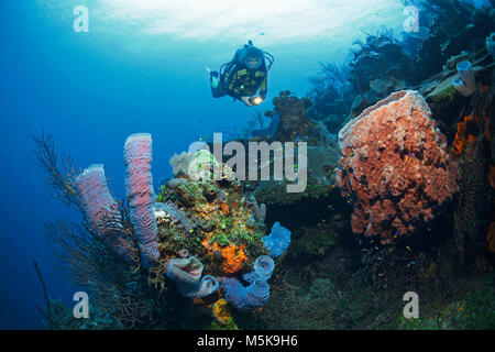 Scuba Diver in ein karibisches Korallenriff mit bunten Schwämmen, Palmetto Bay, Roatan, Bay Islands, Honduras, Karibik Stockfoto