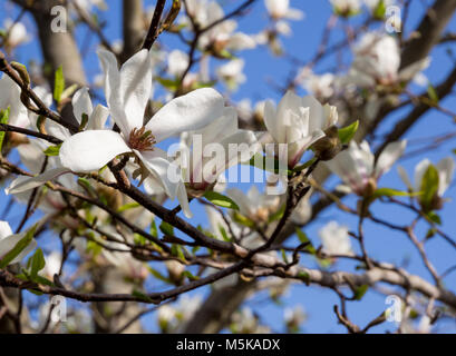 Blühende White Magnolia in der Mitte Streifen von Russland Stockfoto