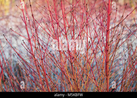 Cornus Sanguinea 'Midwinter Fire'. Hartriegel 'Midwinter Fire' farbigen Stiele im Winter. England Stockfoto