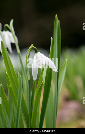Phlox 'Frau Beatrix Stanley". Blumen Schneeglöckchen im Februar. Großbritannien Stockfoto