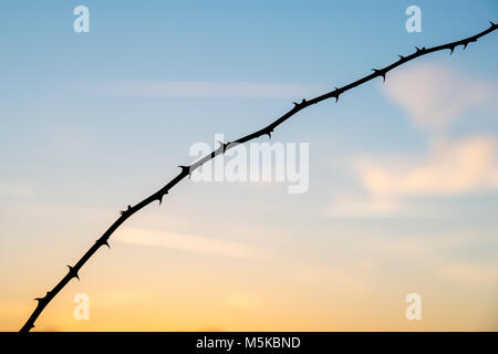 Rubus fruticosus. Dornige Black bush Stammzellen bei Sonnenaufgang in der englischen Landschaft. Silhouette Stockfoto