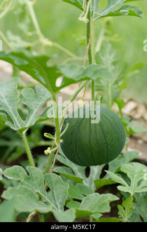 Reife Tomaten auf einem Holztisch Stockfoto