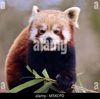 Der Rote Panda (Ailurus fulgens), auch die Red Bear-cat genannt, ist ein Säugetier in der östlichen Himalaya und im südwestlichen China. Stockfoto