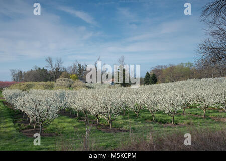 Blühen auf den Obstbäumen in einem Niagara Obstplantage Stockfoto