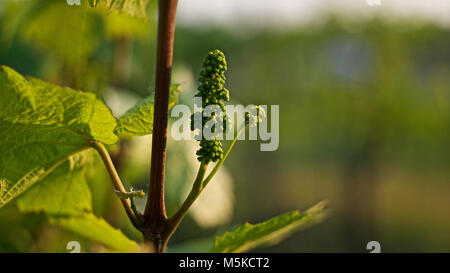 Traube Blumen auf Reben in einem Weingut in Niagara, Ontario Stockfoto