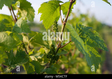 Traube Blumen auf Reben in einem Weingut in Niagara, Ontario Stockfoto